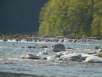 Downriver Race - Friday April 30th - Photo by Dave Bassage