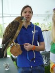 The Raptor Tent's Hawk