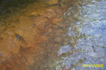 Green's Run 6-05 008.jpg