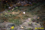 Lick Run 8-16-04 003.jpg