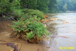 Lick Run 8-16-04 026.jpg