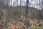 SFGrnsRun11-05 005.jpg
