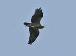 Osprey on Cheat