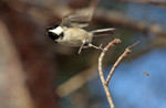 Chickadee on Cheat_3