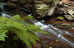 Red Creek Headwaters: Flat Rock Run