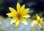 Yellow Spring