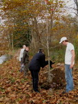 Sally Wilts, Martha Ferris, Connie Miller, and Andrew Miller planting Red Maples along the stream bank at the fest site