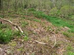 Field near the outdoor classroom wetland cleared of Japanese knotweed. 