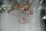 falling branch