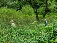 Highlight for Album: Japanese Knotweed Eradication