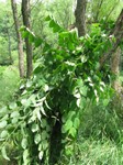 A bunch of cut knotweed 