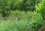 Devra Deems in the thick of the wetland area. This area was once overrun by Japanese knotweed, but thanks to the continuous efforts every year of volunteers we are keeping the knotweed at bay and allowing the natural flora to flourish

