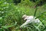 Duane Lazzell cuting a patch of Japanese knotweed