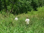 Sally Wilts and Amelia Snyder walking through the High grass near the wetland in search of knotweed