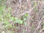 100_2691.JPG